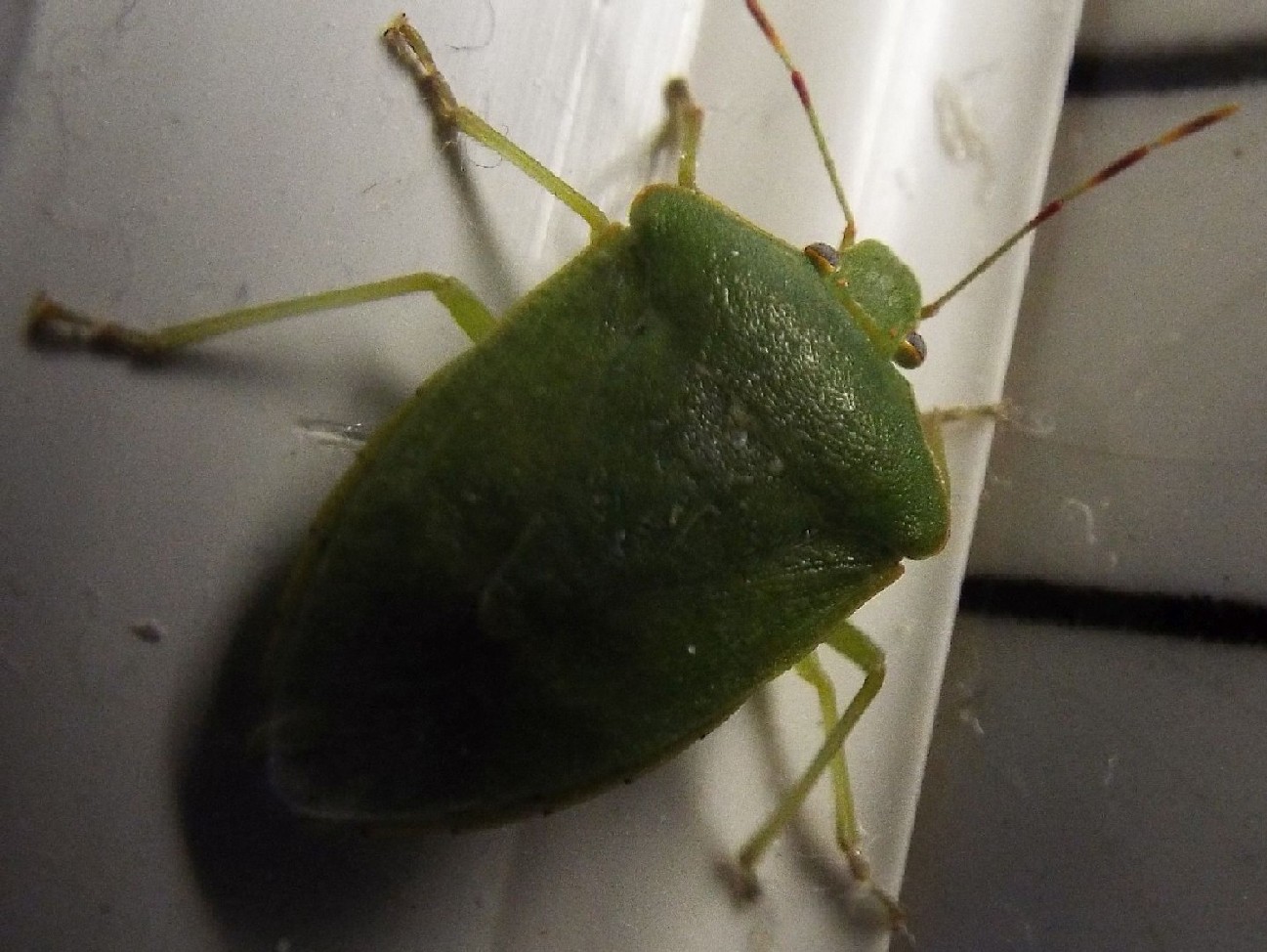 Pentatomidae:  Nezara viridula